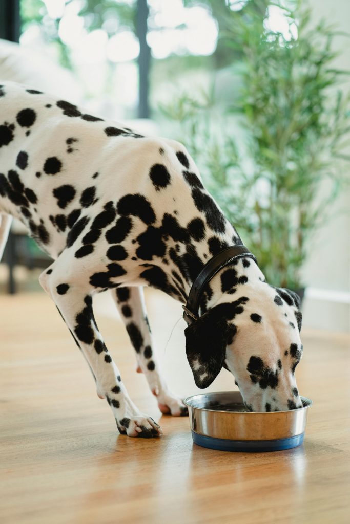 Alimentación y cosmética premium para mascotas