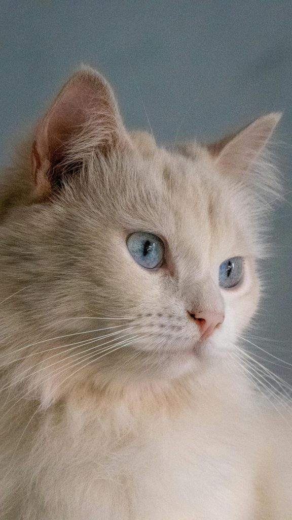 Alimentación y cosmética premium para mascotas